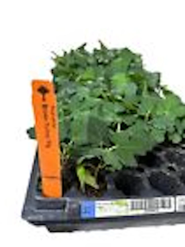 5 Brown Turkey Fig Tree Starter Plants - Ficus Carica Fruiting Perennial - Image 3