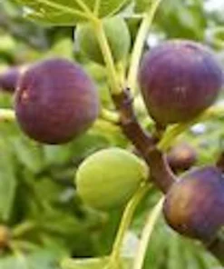 5 Brown Turkey Fig Tree Starter Plants - Ficus Carica Fruiting Perennial - Image 4