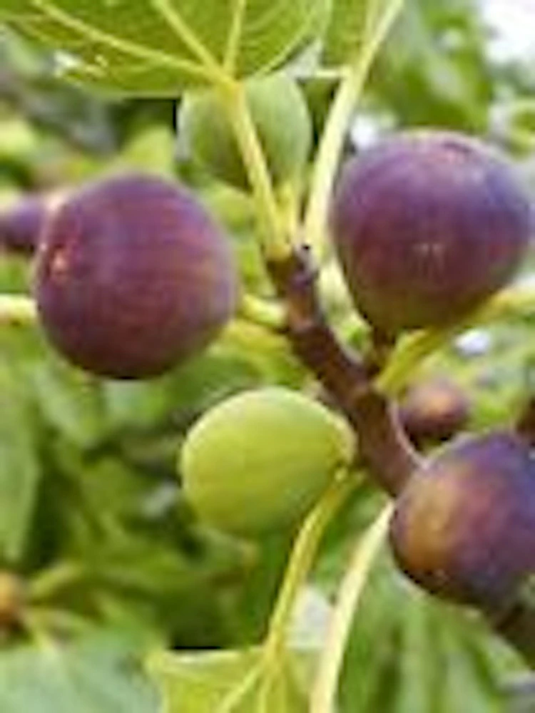 5 Brown Turkey Fig Tree Starter Plants - Ficus Carica Fruiting Perennial - Image 4