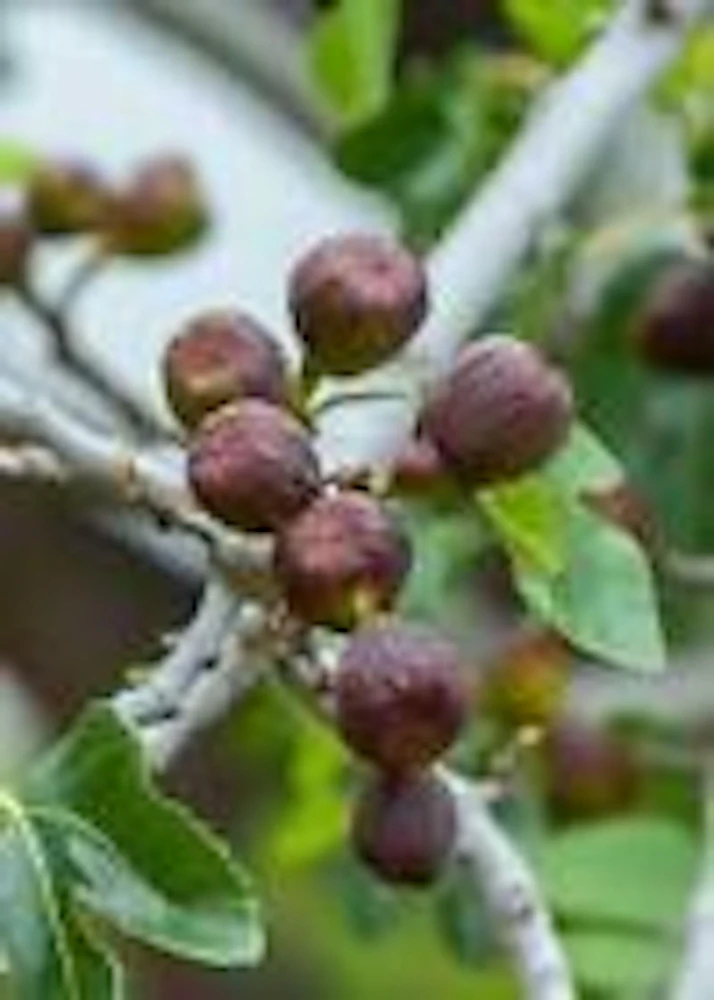 5 Brown Turkey Fig Tree Starter Plants - Ficus Carica Fruiting Perennial - Image 5