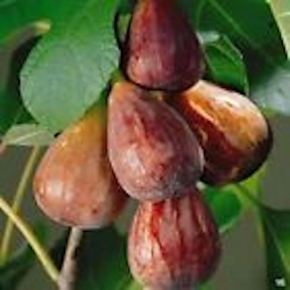 5 Brown Turkey Fig Tree Starter Plants - Ficus Carica Fruiting Perennial - Image 1