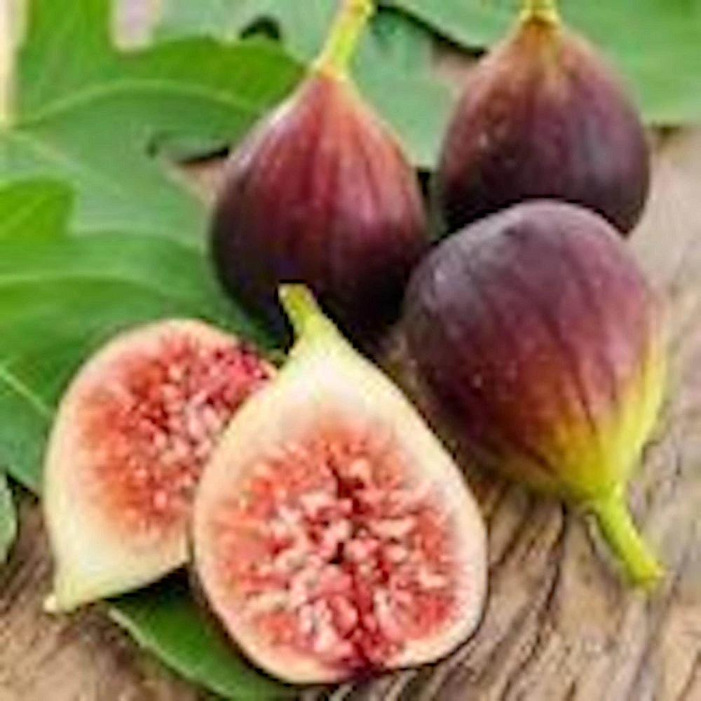 5 Brown Turkey Fig Tree Starter Plants - Ficus Carica Fruiting Perennial - Image 6