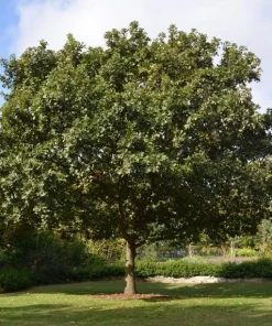 5 Bur Oak Tree Live Plant - Quercus macrocarpa - 12-24