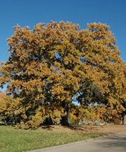 5 Bur Oak Tree Live Plant - Quercus macrocarpa - 12-24