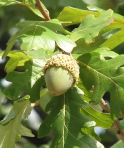 5 Bur Oak Tree Live Plant - Quercus macrocarpa - 12-24