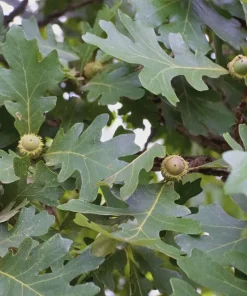 5 Bur Oak Tree Live Plant - Quercus macrocarpa - 12-24