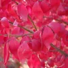5 Burning Bush Plants - Winged Euonymus Shrubs, 1 Quart Pot - Image 1