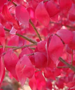 5 Burning Bush Plants - Winged Euonymus Shrubs, 1 Quart Pot - Image 1