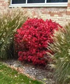 5 Burning Bush Plants - Winged Euonymus Shrubs, 1 Quart Pot - Image 3
