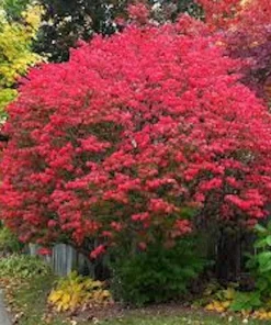 5 Burning Bush Plants - Winged Euonymus Shrubs, 1 Quart Pot - Image 4