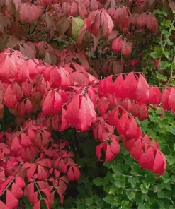5 Burning Bush Plants - Winged Euonymus Shrubs, 1 Quart Pot - Image 5