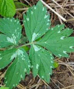 5 Canadian Waterleaf Bare Root Plants - Shade Wildflower, Perennial - Image 3