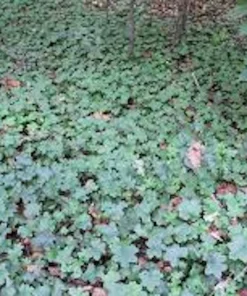 5 Canadian Waterleaf Bare Root Plants - Shade Wildflower, Perennial - Image 4