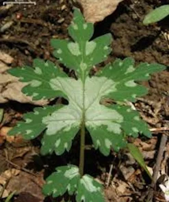 5 Canadian Waterleaf Bare Root Plants - Shade Wildflower, Perennial - Image 1