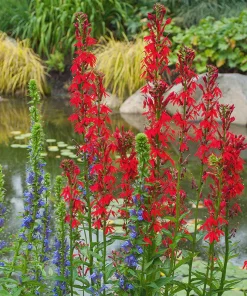 5 Cardinal Flower Lobelia cardinalis Bare Root Perennials - Red Blooms - Image 2