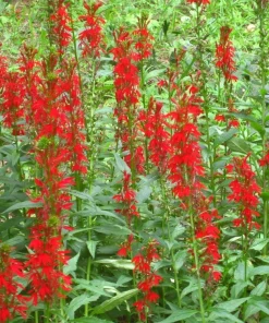 5 Cardinal Flower Lobelia cardinalis Bare Root Perennials - Red Blooms - Image 8