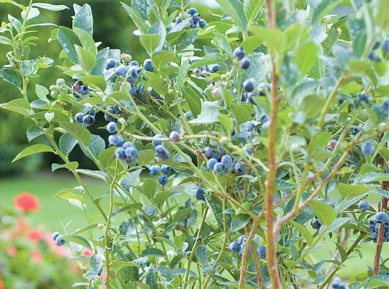 5 Chandler Blueberry Starter Plugs - Vaccinium corymbosum Live Plant - Image 3