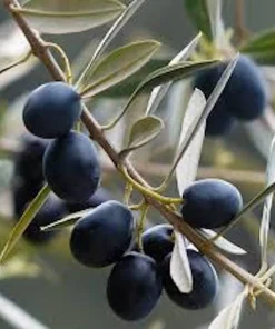 5 Chemlali Olive Tree Live Plant Starter Plugs - Olea europaea 'Chemlali' - Image 2