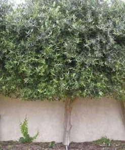 5 Chemlali Olive Tree Live Plant Starter Plugs - Olea europaea 'Chemlali' - Image 4