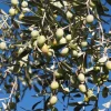 5 Chemlali Olive Tree Live Plant Starter Plugs - Olea europaea 'Chemlali' - Image 1