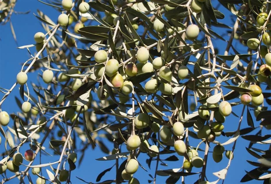 5 Chemlali Olive Tree Live Plant Starter Plugs - Olea europaea 'Chemlali' - Image 1
