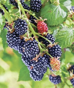 5 Chester Thornless Blackberry Starter Plugs Live Plant - Rubus fruticosus 'Chester' - Image 2