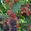 5 Chester Thornless Blackberry Starter Plugs Live Plant - Rubus fruticosus 'Chester' - Image 1