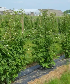 5 Chester Thornless Blackberry Starter Plugs Live Plant - Rubus fruticosus 'Chester' - Image 8