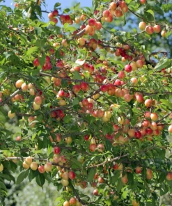 5 Chickasaw Plum Tree Starter Plants 12-24