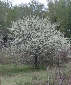 5 Chickasaw Plum Tree Starter Plants 12-24
