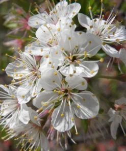 5 Chickasaw Plum Tree Starter Plants 12-24
