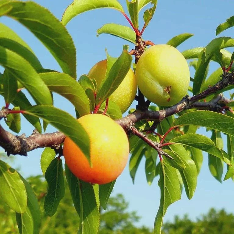 5 Chickasaw Plum Tree Starter Plants 12-24" Tall (Quart Pot) - Prunus angustifolia - Image 1