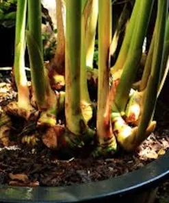 5 Chinese Keys Finger Root Bare Root Plant – Boesenbergia rotunda – Tropical Ginger Family - Image 2