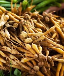 5 Chinese Keys Finger Root Bare Root Plant – Boesenbergia rotunda – Tropical Ginger Family - Image 3