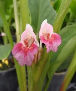 5 Chinese Keys Finger Root Bare Root Plant – Boesenbergia rotunda – Tropical Ginger Family - Image 5