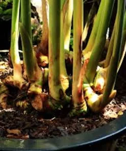 5 Chinese Keys Finger Root Bare Root Plant – Boesenbergia rotunda – Tropical Ginger Family - Image 6