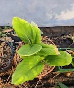 5 Chinese Keys Finger Root Bare Root Plant – Boesenbergia rotunda – Tropical Ginger Family - Image 8