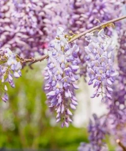 5 Chinese Wisteria Live Plants, 6-12