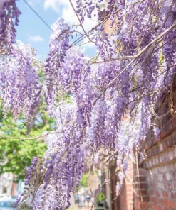 5 Chinese Wisteria Live Plants, 6-12