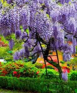 5 Chinese Wisteria Live Plants, 6-12