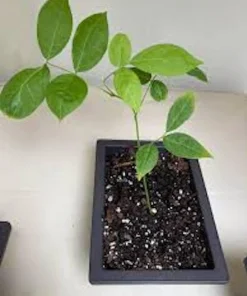 5 Chinese Wisteria Live Plants, 6-12