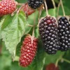 5 Columbia Star Thornless Blackberry Starter Plugs - Live Plant, High-Yielding - Image 1