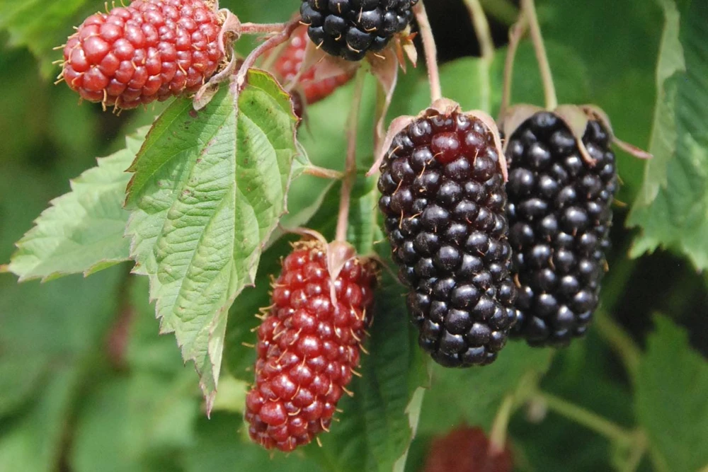 5 Columbia Star Thornless Blackberry Starter Plugs - Live Plant, High-Yielding - Image 1