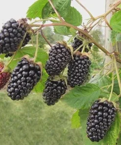 5 Columbia Star Thornless Blackberry Starter Plugs - Live Plant, High-Yielding - Image 2