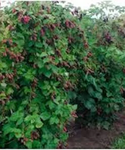 5 Columbia Star Thornless Blackberry Starter Plugs - Live Plant, High-Yielding - Image 3
