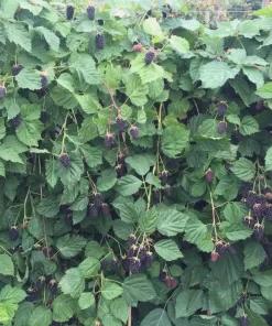 5 Columbia Star Thornless Blackberry Starter Plugs - Live Plant, High-Yielding - Image 4