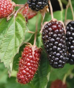 5 Columbia Star Thornless Blackberry Starter Plugs - Live Plant, High-Yielding - Image 5