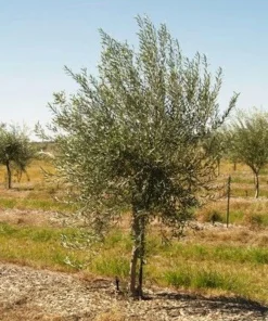 5 Coratina Olive Tree Starter Plugs - Olea europaea 'Coratina' Live Plants - Image 2