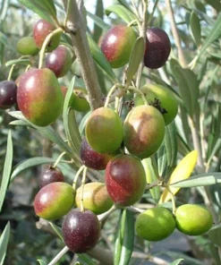 5 Coratina Olive Tree Starter Plugs - Olea europaea 'Coratina' Live Plants - Image 3