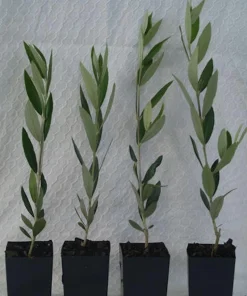 5 Coratina Olive Tree Starter Plugs - Olea europaea 'Coratina' Live Plants - Image 4